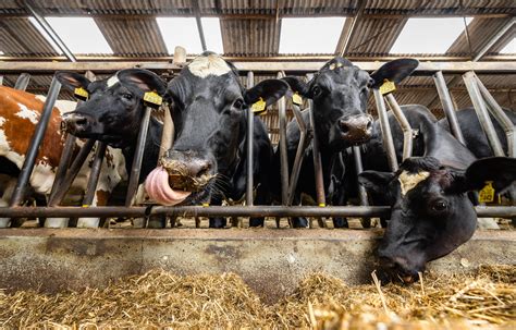 Bioreactor op Nederlandse melkveehouderij