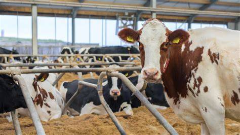 Boerderijstal met koeien en geiten