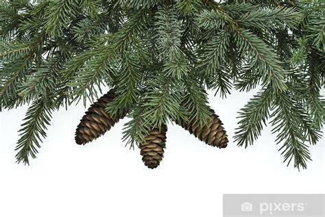 Fotobehang dennenboom met zichtbare wortels