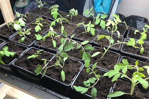 Voorzaaien van zwarte tomaten in zaaibakje