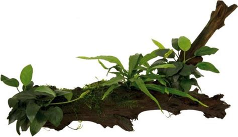aquariumwortel met javamos en anubias