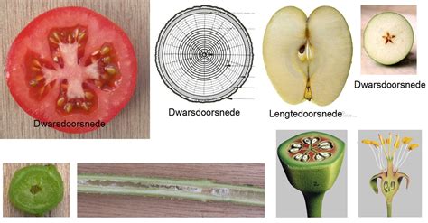 Doorsnede sucadelap met witte pees