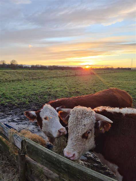 Grasgevoerde runderen in natuurgebied
