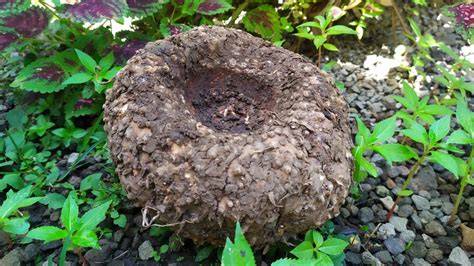 Konjacplant en glucomannanvezels