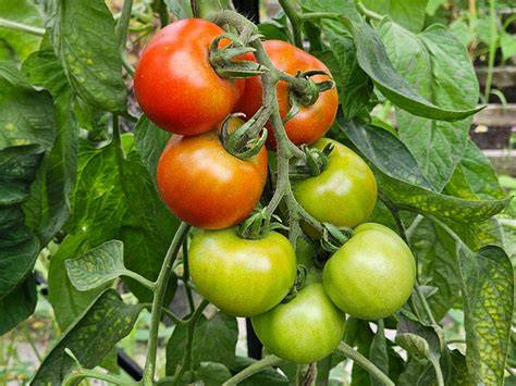 Rijpe tomaten aan opgebonden plant