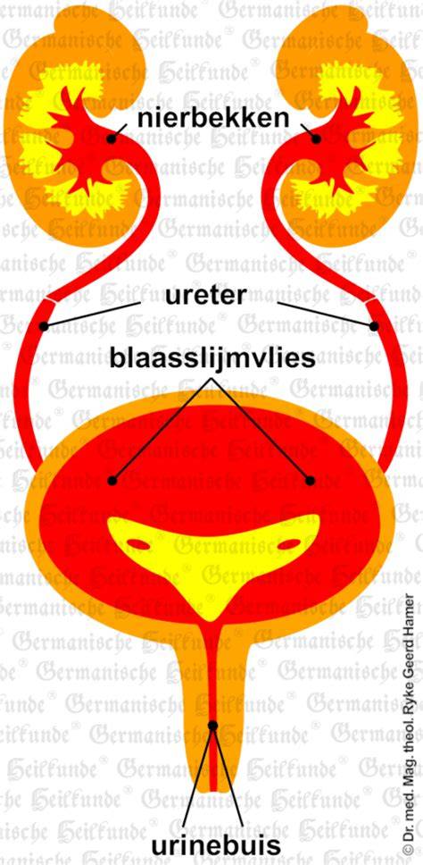Schema nieren blaas urinewegen